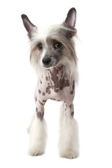 Purebred Hairless Chinese Crested dog isolated on white