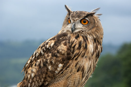 eurasian eagle owl.(Bubo bubo) - Powered by Adobe