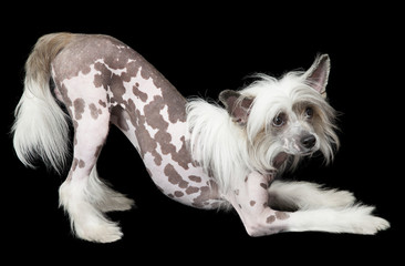 Hairless Chinese Crested dog in front of black background