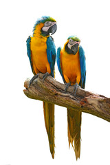 Fototapeta na wymiar blue macaw parrots