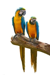 Foto op Canvas blauwe ara papegaaien © thawats