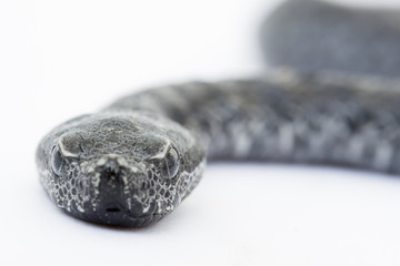 Viper snake baby, Vipera latastei