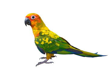 Sun Conure parrot bird