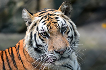 Naklejka premium tiger