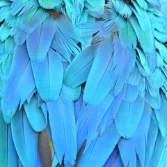 Fototapeta premium Macaw feathers