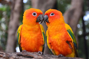 Naklejka premium Sun Conure parrot bird