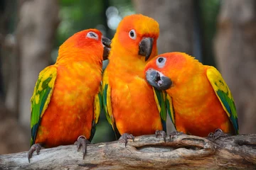 Foto op Plexiglas Zonparkiet papegaai vogel © thawats