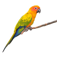 Papageienvogel Sun Conure