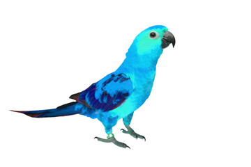Beautiful colorful bird