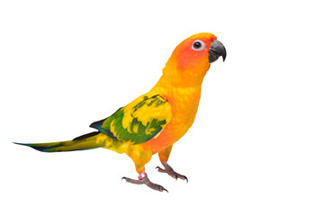 Fototapeta na wymiar Sun Conure parrot bird