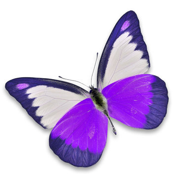 Purple butterfly
