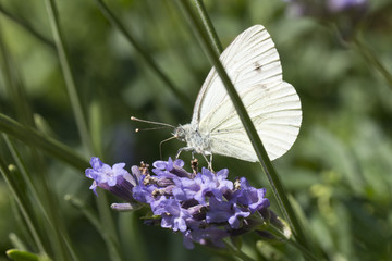  Cabbage Butterfly