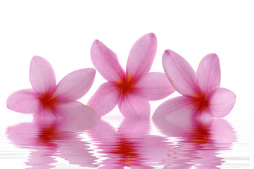 Three red frangipani with water reflection