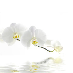 Naklejka na ściany i meble Beautiful fresh orchid with water reflection