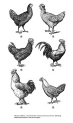 Coq et Poule