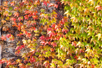 orange and green leaves