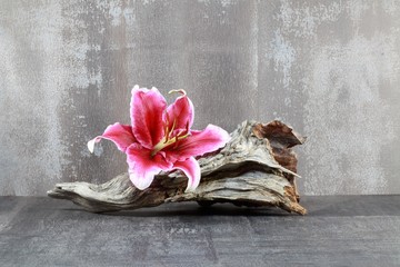 Lilie auf Wurzelholz © Bernd S.