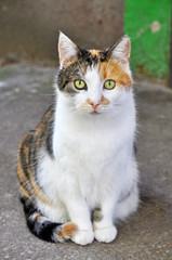 Spotted multicolor cat
