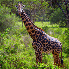 Giraffe