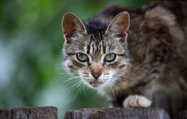 Cat sitting on the wooden fence and looking to a camera