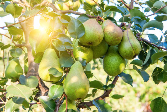 Bunch of ripe pears on tree branch