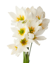 lilies isolated on a white background. white rain lily