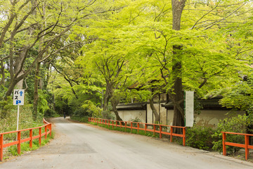 boulevard near Shimogamo Shrine