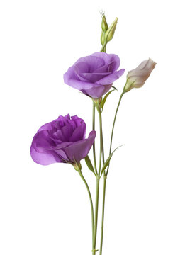 light purple flowers isolated on white. eustoma