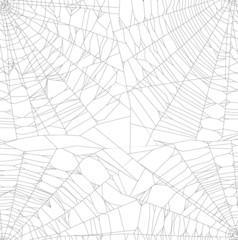 square black spider isolated web