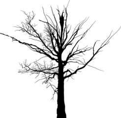 black dead large tree silhouette on white