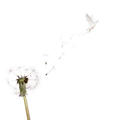 white dandelion and flying dove