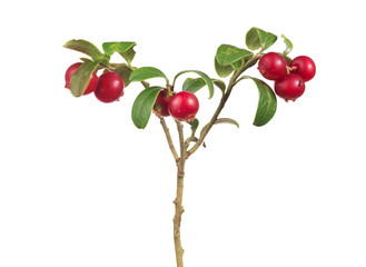 isolated cowberries branch with seven berries
