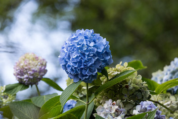 Viele blaue Hortensienblüten wachsen im Garten