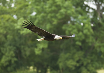 Flying bald eagle © bikerpb