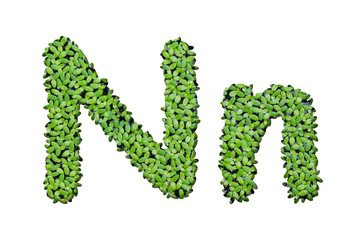 Fototapeta premium Duckweed alphabet letters 