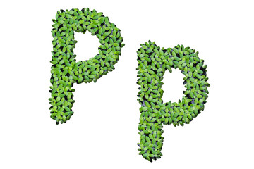 Duckweed alphabet letters "P" isolated on white background