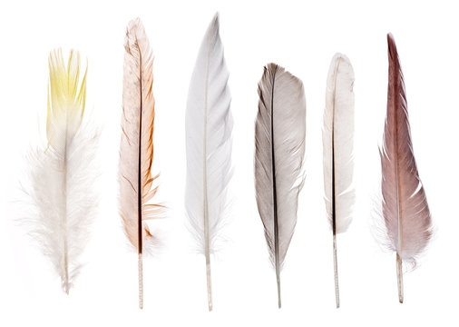 set of six straight feathers isolated on white