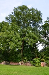 Alter Baum mit alter Mauer aus Naturstein