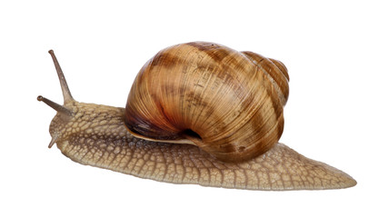 large brown snail isolated on white