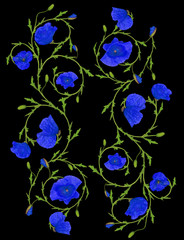 Fototapeta premium blue poppy flower ornament strips isolated on black