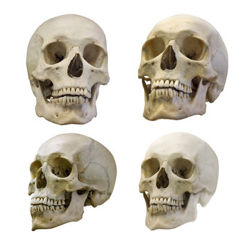 set of four human skull isolated on white