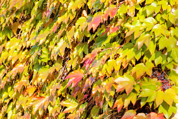 orange and green leaves