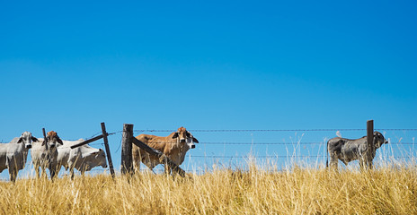 Fototapeta na wymiar Australian Beef Cattle on the Horizon