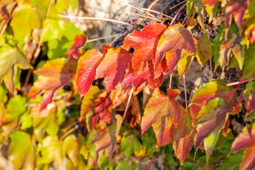 orange and green leaves