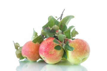 fresh apples