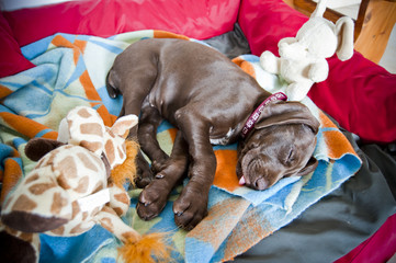 Sleeping puppy, german pointer