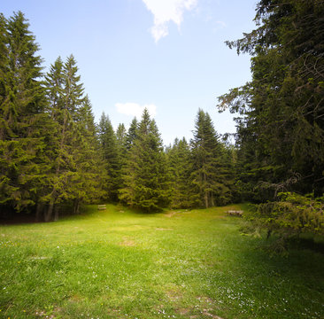 Fototapeta Grass glade in spruce forest.