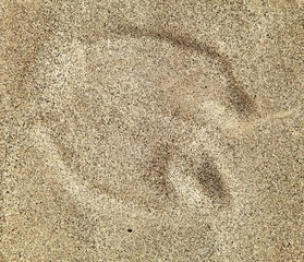 Camel foot prints in sand on desert