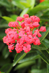 Red ixora flower in nature