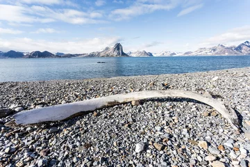 Gardinen Old whale bone on the coast of Spitsbergen, Arctic © Incredible Arctic